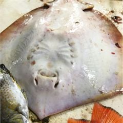 Cá đuối thiên nhiên cắt khúc
