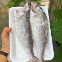 Cá gáo làm sạch