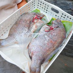 Cá hanh biển làm sạch