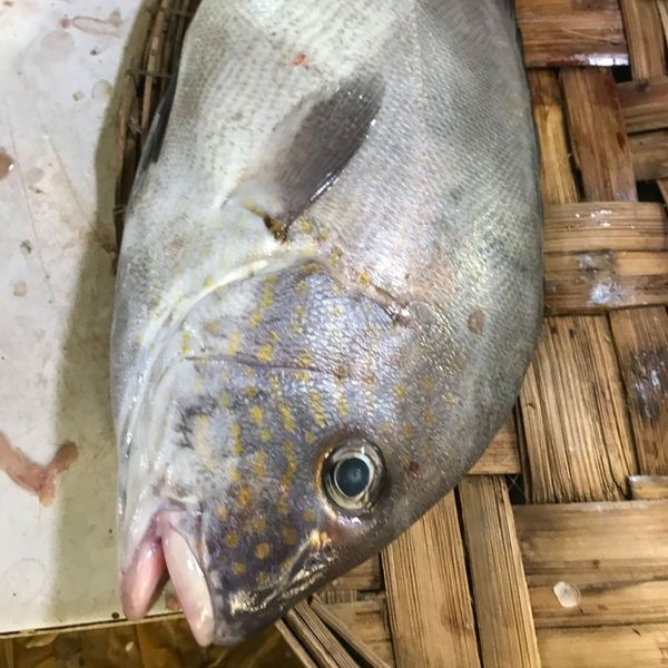 Cá kẽm bông nguyên con