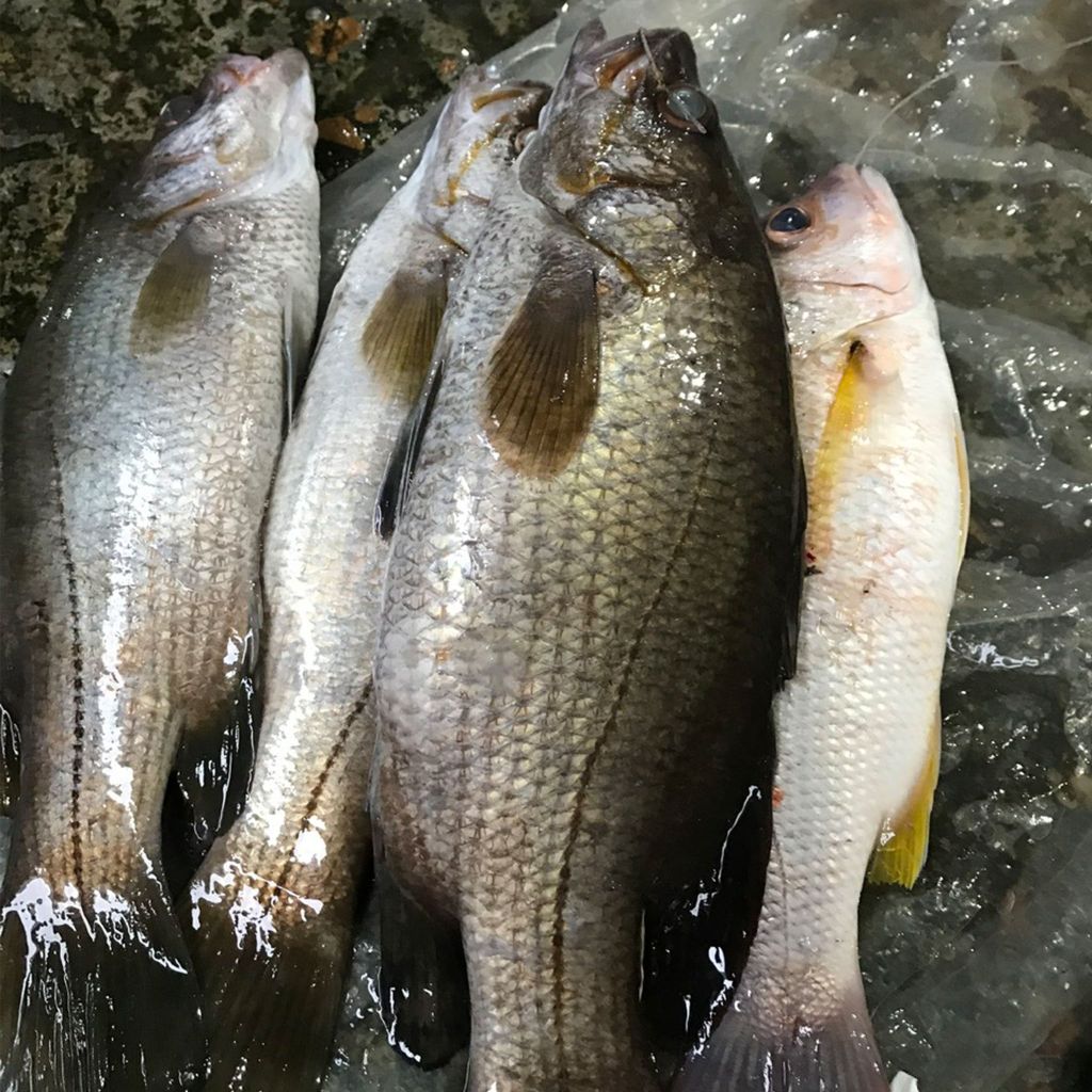 Cá kẽm nguyên con