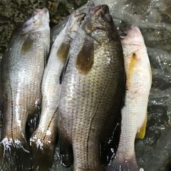 Cá kẽm nguyên con