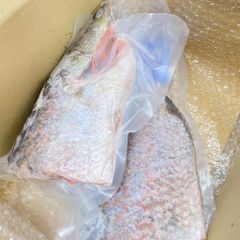 Cá kẽm nguyên con