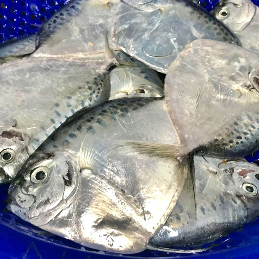 Cá liệt búa làm sạch