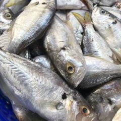 Cá liệt lợ làm sạch