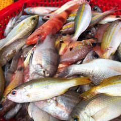 Cá lưới lộn xộn