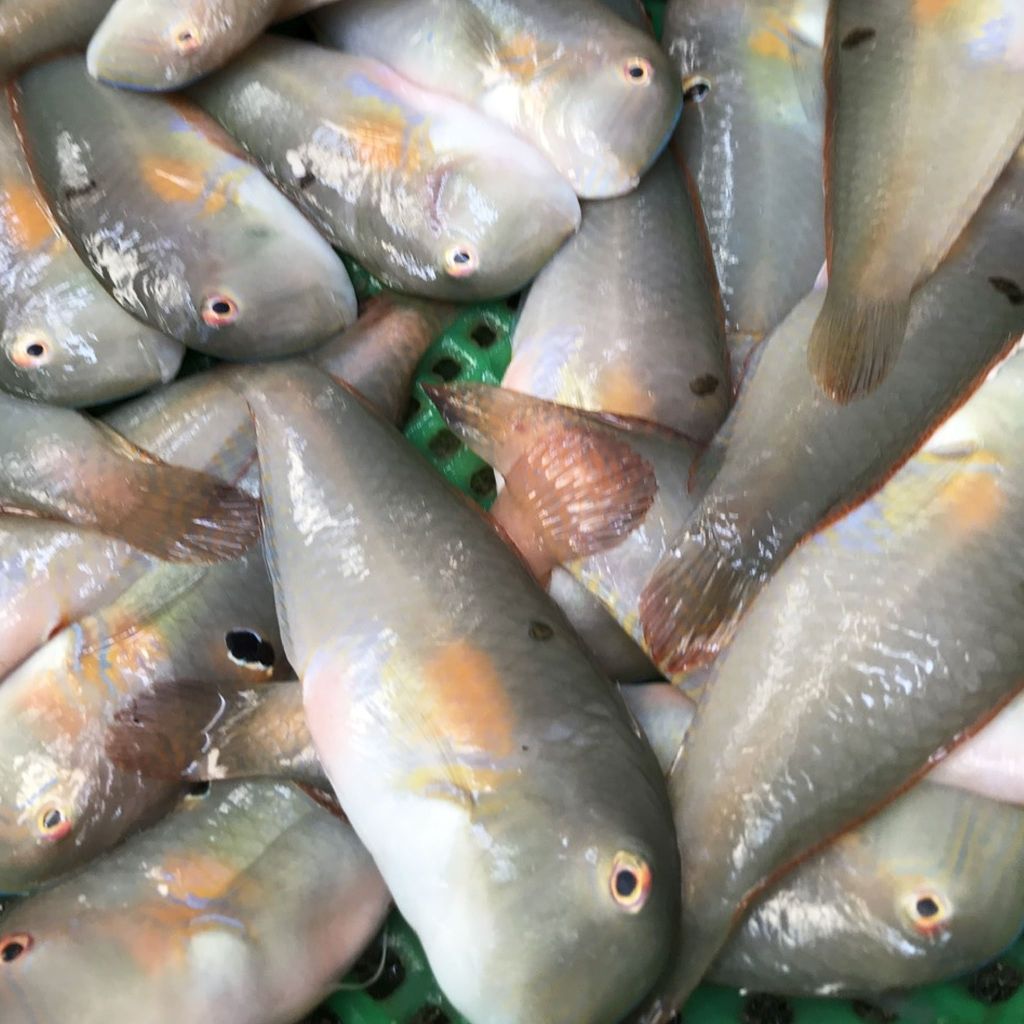 Cá mó biển Phú Yên làm sạch