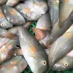 Cá mó biển Phú Yên làm sạch