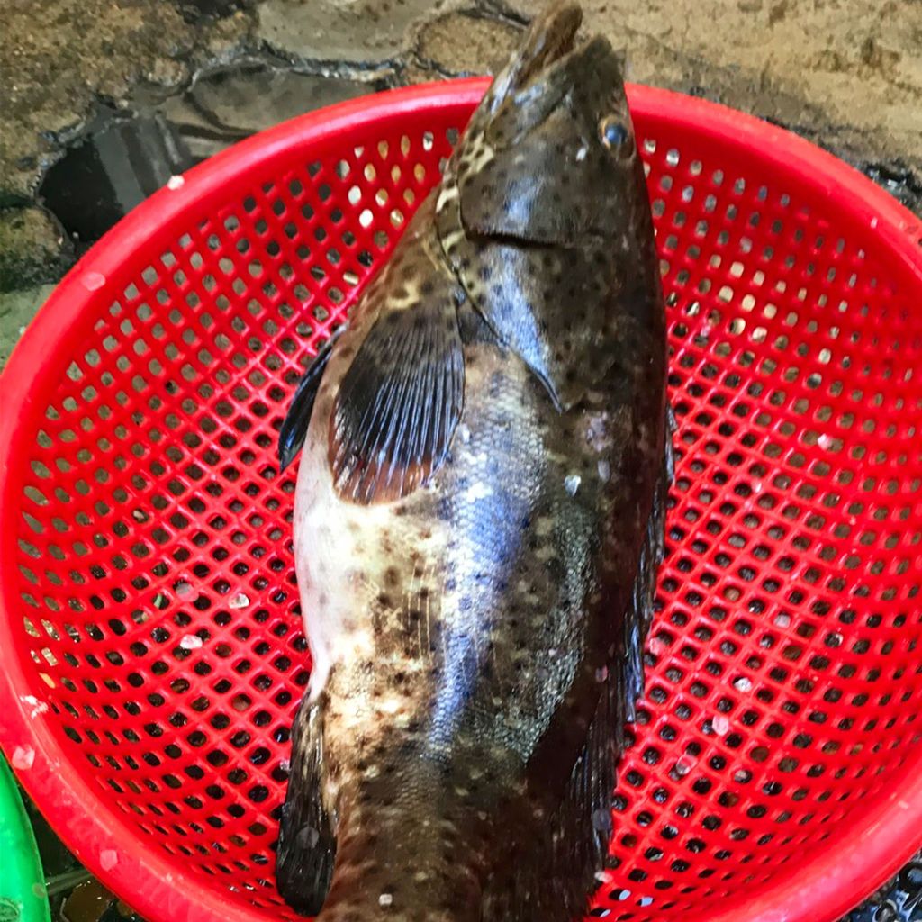 Cá mú biển cắt khúc