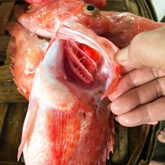 Cá mú gai | 1-2 con/ túi