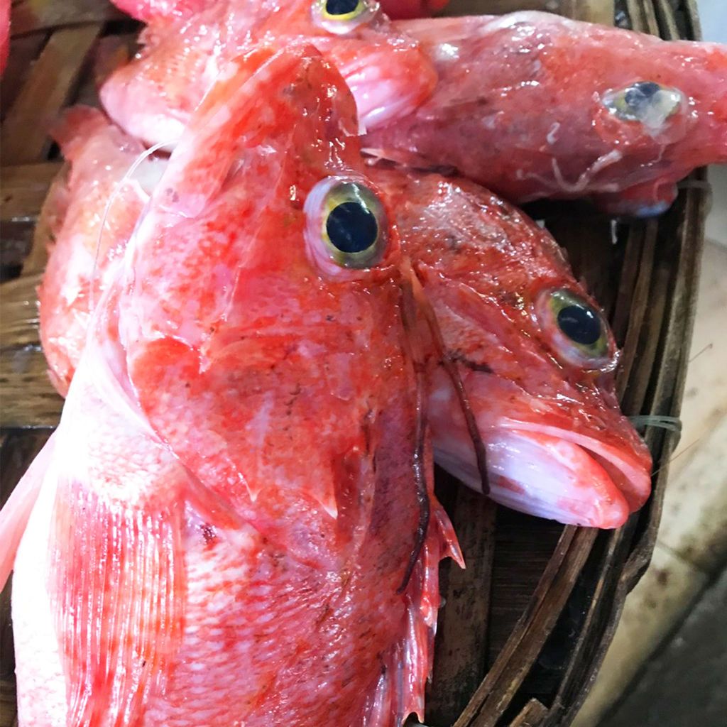 Cá mú gai | 1-2 con/ túi