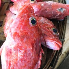 Cá mú gai | 1-2 con/ túi