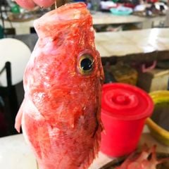 Cá mú gai | 1-2 con/ túi