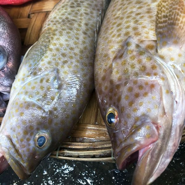 Cá mú mè sz nhỏ