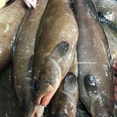 Cá mú trê làm sạch