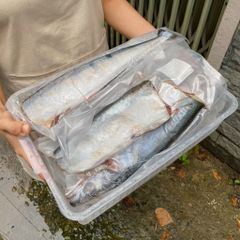 Cá nhái biển, xương xanh nguyên con