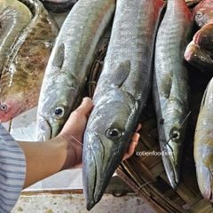 Cá nhồng nguyên con