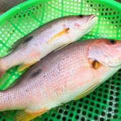 Cá róc hồng làm sạch
