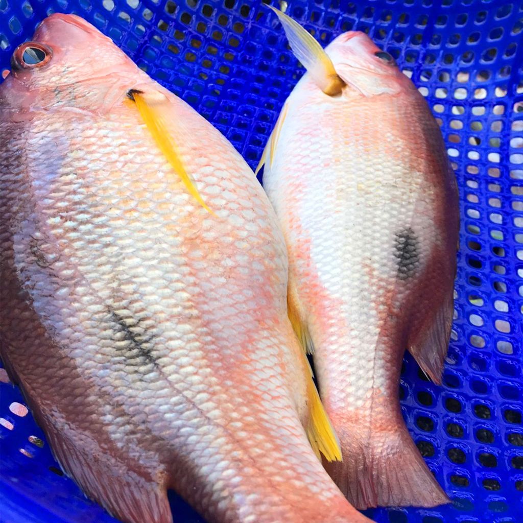 Cá róc hồng làm sạch