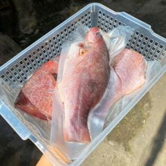 Cá róc hồng làm sạch
