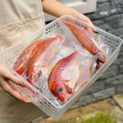 Cá róc thu nguyên con