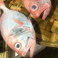 Cá sơn thóc hơi