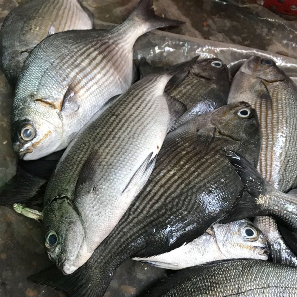 Cá tà ma, tầm mơ Phú Yên