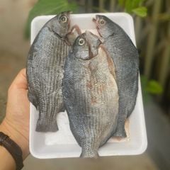 Cá tà ma, tầm mơ Phú Yên