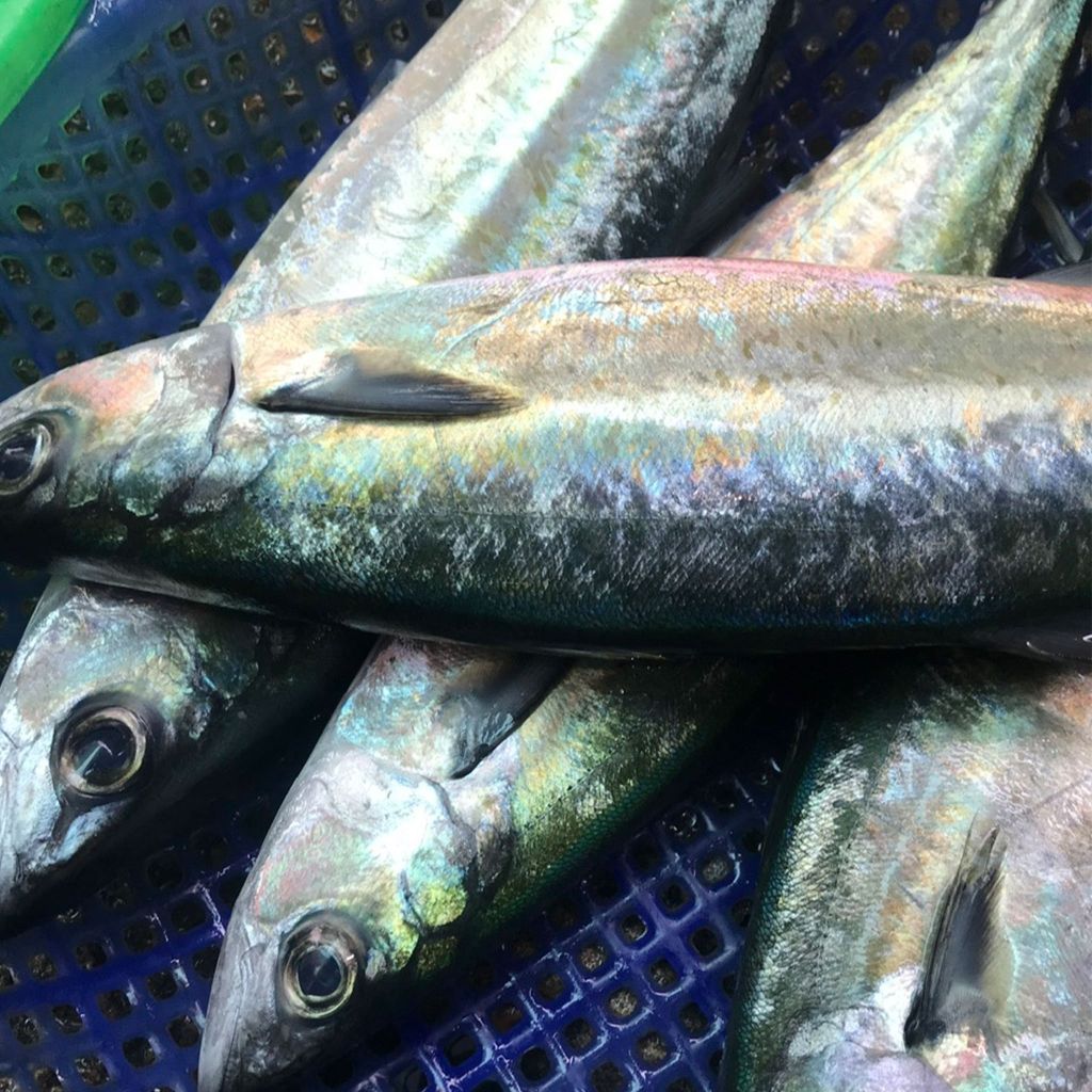 Cá thu nhỏ nguyên con