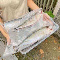 Cá thu chan nguyên con