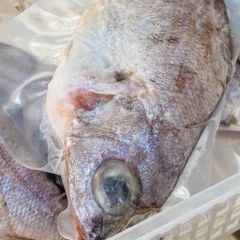 Cá sơn la, trao tráo nguyên con | cắt đôi