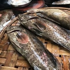 Cá mú mè Phú Yên