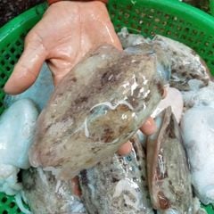 Mực lá Phú Yên | sz nhỏ