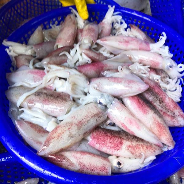 Mực nhỏ làm sạch