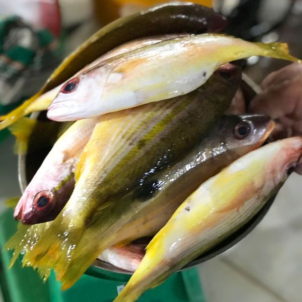 Cá róc biển baby