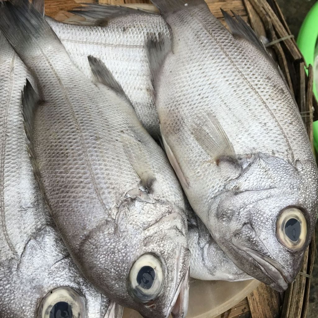 Cá sơn la, trao tráo nguyên con | cắt đôi