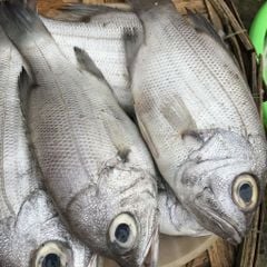 Cá sơn la, trao tráo nguyên con | cắt đôi