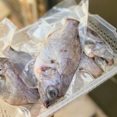 Cá sơn la, trao tráo Phú Yên