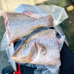 Cá chép biển, cá gáy làm sạch | Nguyên con
