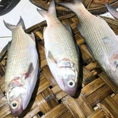 Cá kẽm nguyên con
