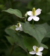 Trà Thải Độc Diếp Cá Dokudami Orihiro