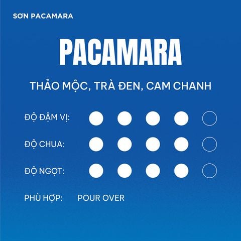 (New Crop 2026) Gói Đặc Biệt Pacamara Micro Lot Từ Sơn Farm, Vị Ngọt Dày, Gói 100gr/250gr