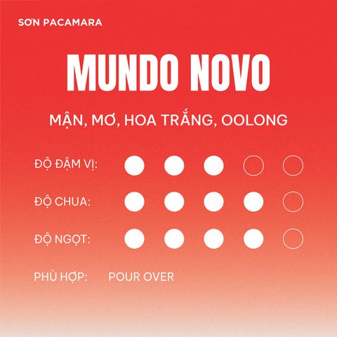 (New Crop 2026) Gói Giới Hạn Mundo Novo Micro Lot Từ Sơn Farm, Hương Tinh Tế , Rang Nhạt, Gói 100gr/250gr