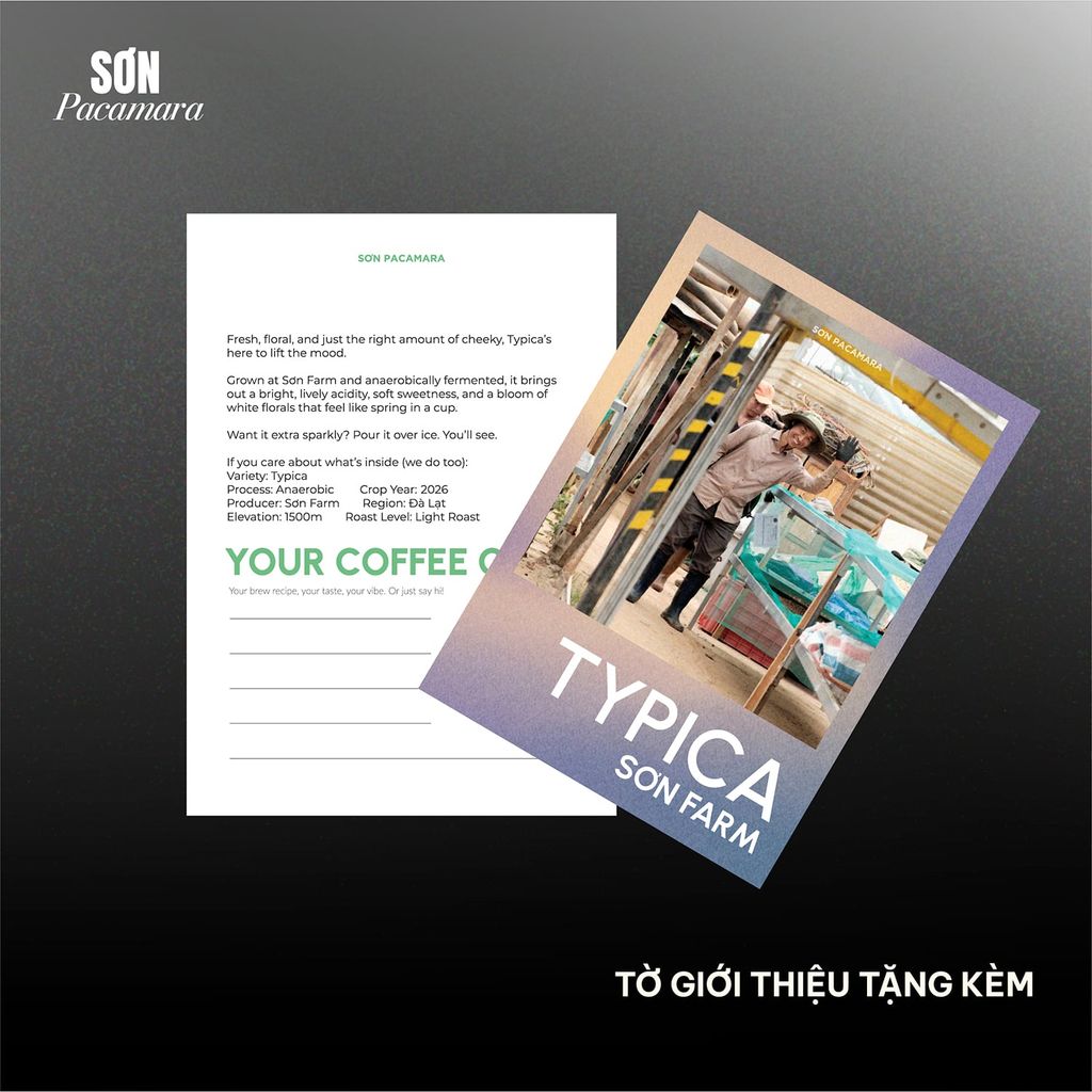 (New Crop 2026) Cà Phê Pour Over  Gói Typica, 100% Specialty Coffee Đà Lạt, Vị Dày Phù Hợp Pha Đá, Rang Nhạt, Gói 250gr / 500gr