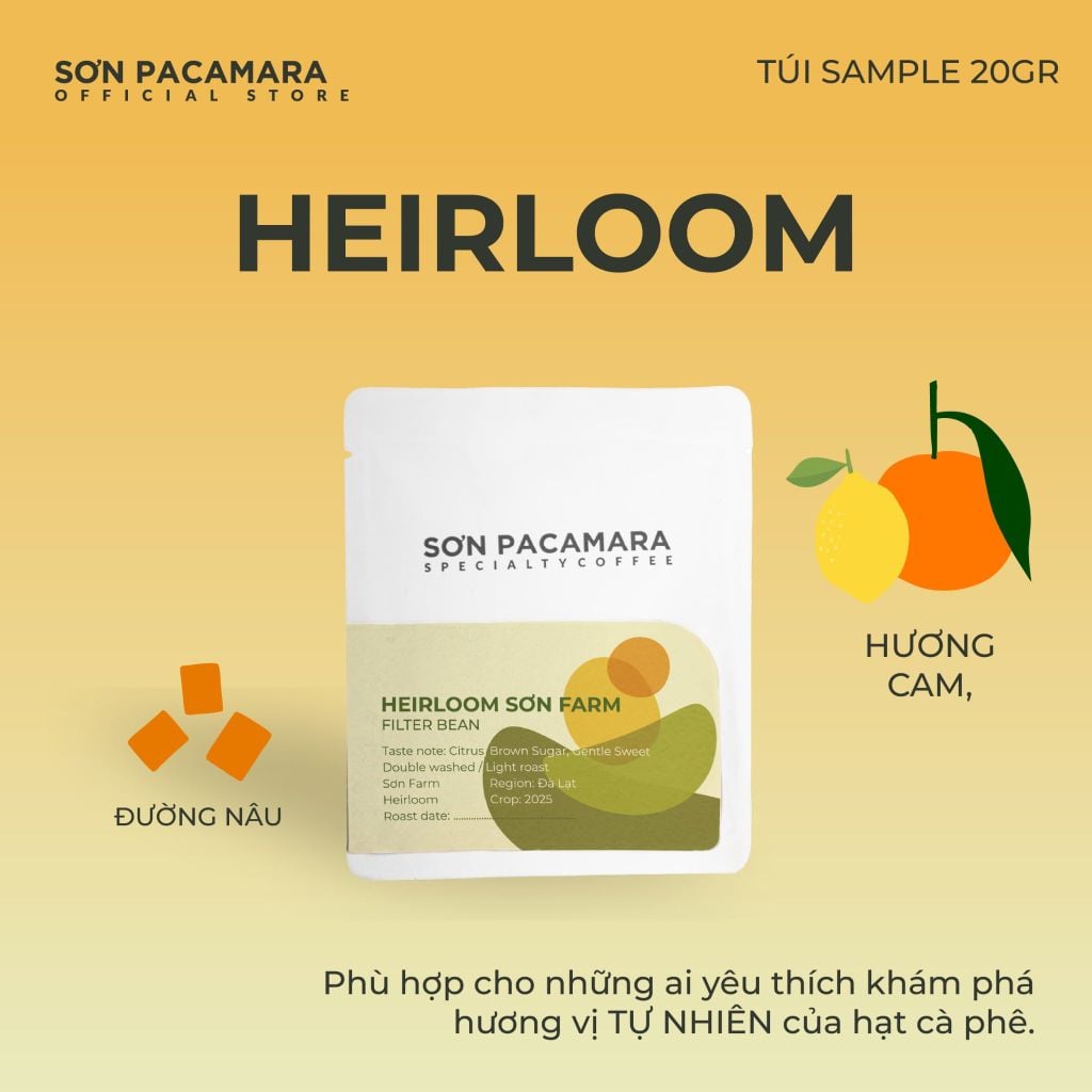 (QUÀ TẶNG KHÔNG BÁN) Gói Cà Phê Sơn Pacamara 20gr Xay Sẵn Cho Pour Over