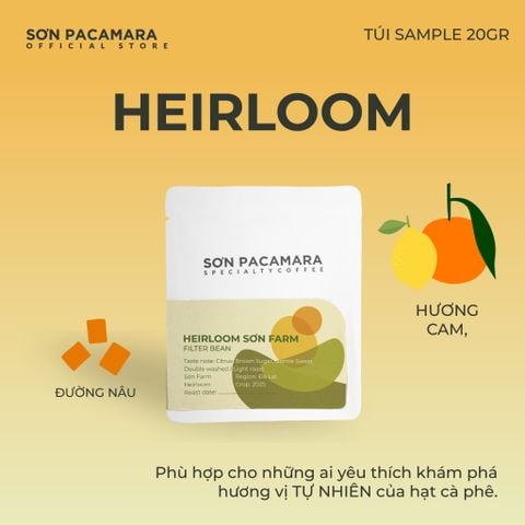 (QUÀ TẶNG KHÔNG BÁN) Gói Cà Phê Sơn Pacamara 20gr Xay Sẵn Cho Pour Over