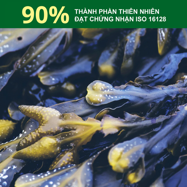 Dầu gội hỗ trợ kiềm dầu, giảm nhờn Rausch Seaweed Tảo Biển, thảo dược Thụy Sĩ 40ml