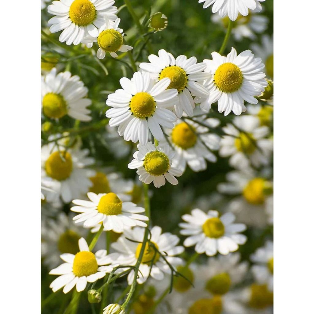 Xịt dưỡng gỡ rối & làm mượt tóc Rausch Detangling Spray Conditioner with Swiss Herbs 100ml