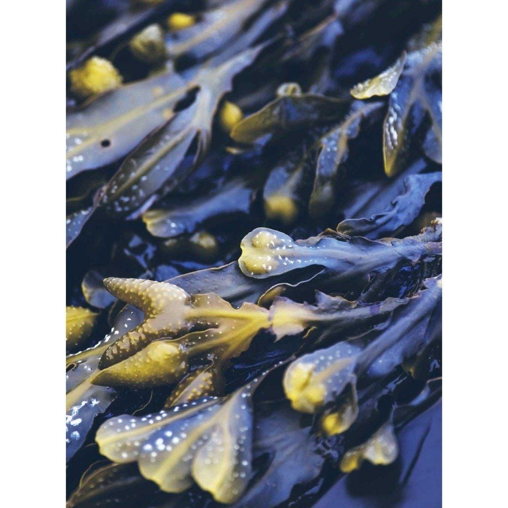 Dầu gội kiềm dầu & giảm nhờn Rausch Degreasing Shampoo with Seaweed 200ml