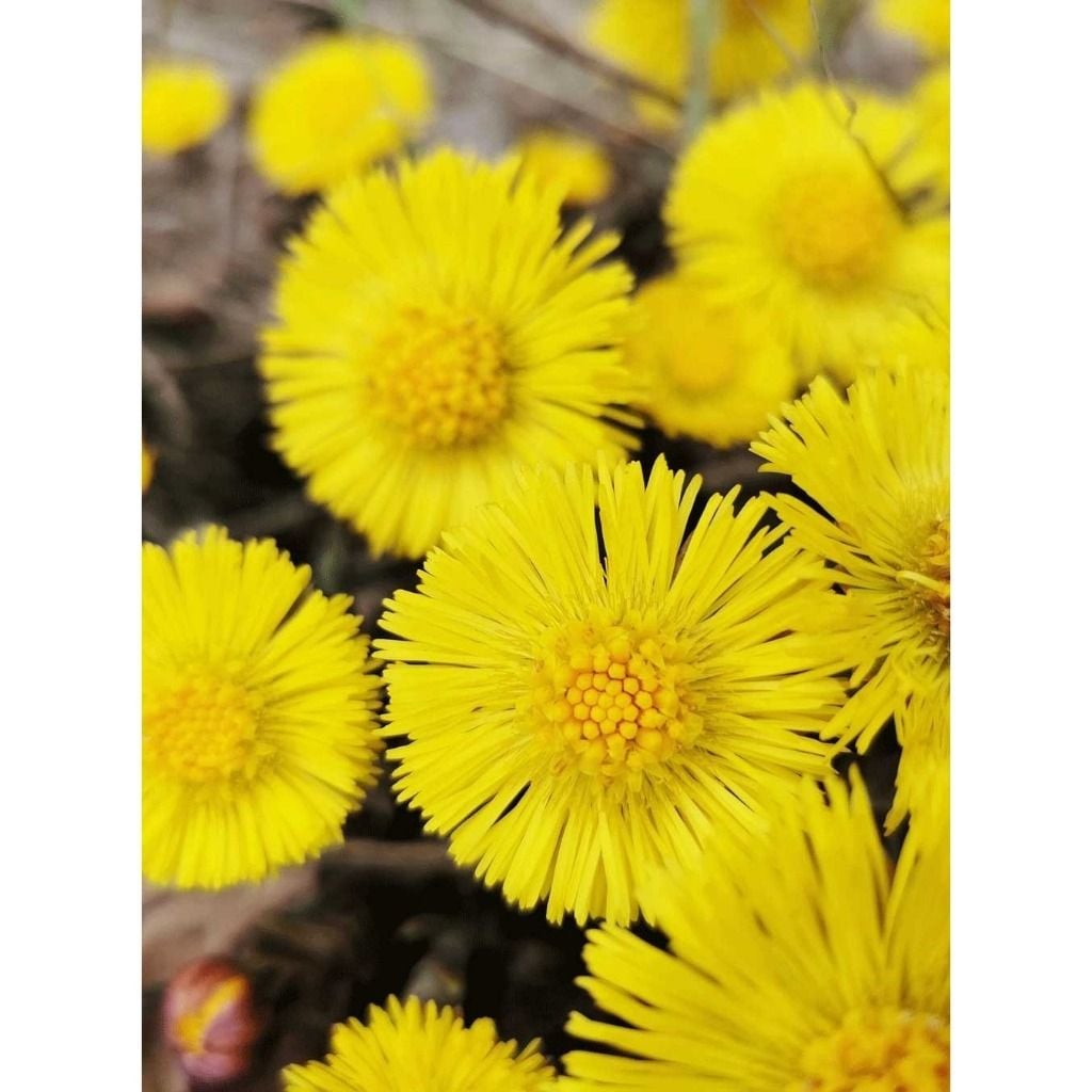 Dầu gội giảm gàu & làm dịu da đầu nhạy cảm Rausch Anti-Dandruff Shampoo with Coltsfoot 200ml